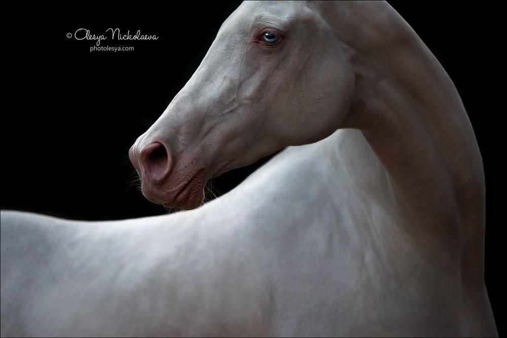 Akhal-Teke Horses - Faina